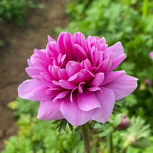 Charger l'image dans la galerie, Anemone Fullstar Pink