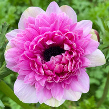 Charger l'image dans la galerie, Anemone Fullstar Pink
