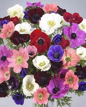 Load image into Gallery viewer, Anemone Galilée Mix