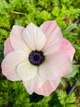 Load image into Gallery viewer, Anemone coronaria "Rosa Chiaro"