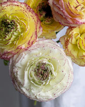 Load image into Gallery viewer, Ranunculus Amandine "Tiger"