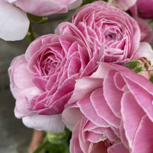 Load image into Gallery viewer, Ranunculus Amandine "Porceline"