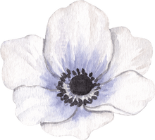 Charger l'image dans la galerie, Anemone Jerusalem Blue-White