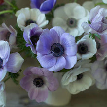 Charger l'image dans la galerie, Anemone Jerusalem Blue-White - Terrace Garden France
