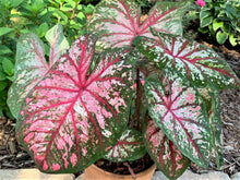 Charger l'image dans la galerie, Caladium Cherry Blossom
