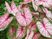 Charger l'image dans la galerie, Caladium Cherry Blossom