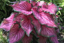 Charger l'image dans la galerie, Caladium Sizzle