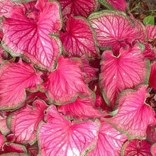 Charger l'image dans la galerie, Caladium Sizzle