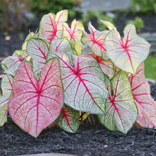 Load image into Gallery viewer, Caladium White Queen