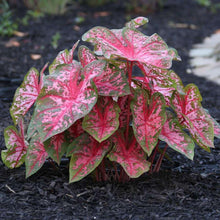 Load image into Gallery viewer, Caladium Carolyn Whorton