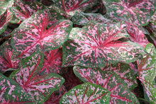 Load image into Gallery viewer, Caladium Carolyn Whorton