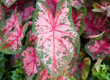 Load image into Gallery viewer, Caladium Carolyn Whorton