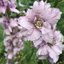 Charger l'image dans la galerie, Pied d'alouette Fancy Belladonna