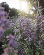 Charger l'image dans la galerie, Larkspur Misty Lavender