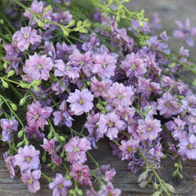 Charger l'image dans la galerie, Larkspur Misty Lavender