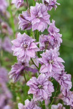 Charger l'image dans la galerie, Larkspur Misty Lavender