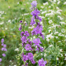 Load image into Gallery viewer, Larkspur Qis Double Lilac