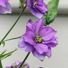 Load image into Gallery viewer, Larkspur Qis Double Lilac