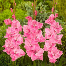 Charger l'image dans la galerie, Gladiolus "Pink Parrot" bulbs