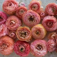 Charger l'image dans la galerie, Ranunculus Amandine "Salmon"