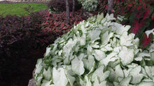 Charger l'image dans la galerie, Caladium Florida Moonlight