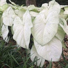 Charger l'image dans la galerie, Caladium Florida Moonlight
