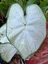 Charger l'image dans la galerie, Caladium Florida Moonlight