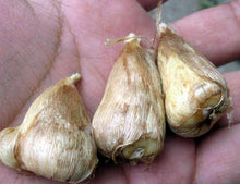 Load image into Gallery viewer, Freesia Grandeur® Double bulbs/corms