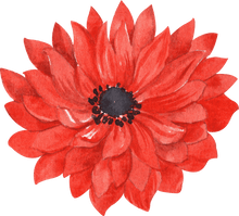 Charger l'image dans la galerie, Anemone Fullstar Red
