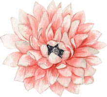 Load image into Gallery viewer, Anemone Fullstar Strawberry