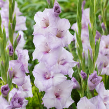 Charger l'image dans la galerie, Gladiolus "Blue Tropic"