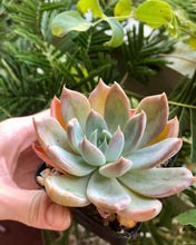 Load image into Gallery viewer, Echeveria Silver Queen