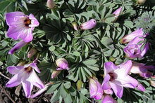 Charger l'image dans la galerie, Oxalis Adenophylla
