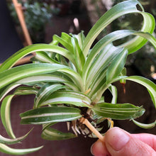Charger l'image dans la galerie, Chlorophytum Comosum 'Curly'