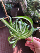 Charger l'image dans la galerie, Chlorophytum Comosum 'Curly'