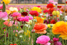 Load image into Gallery viewer, Ranunculus Mix corms/bulbs