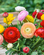 Load image into Gallery viewer, Ranunculus Mix corms/bulbs