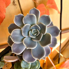 Charger l'image dans la galerie, Graptoveria Alabaster Gem