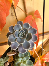 Charger l'image dans la galerie, Graptoveria Alabaster Gem