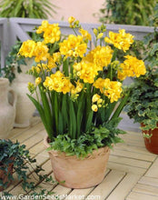 Charger l'image dans la galerie, Freesia Double Yellow bulbs/corms