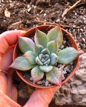 Load image into Gallery viewer, Echeveria Chihuahuaensis Variegata