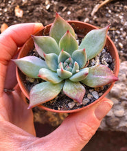 Load image into Gallery viewer, Echeveria Chihuahuaensis Variegata