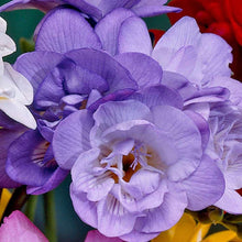 Load image into Gallery viewer, Freesia Double Purple bulbs/corms