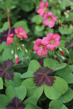 Load image into Gallery viewer, Oxalis Iron Cross