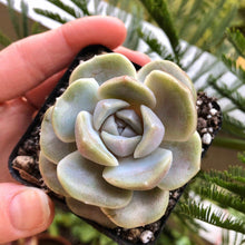 Load image into Gallery viewer, Echeveria Tainyberger