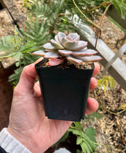 Load image into Gallery viewer, Echeveria Pretty in Pink