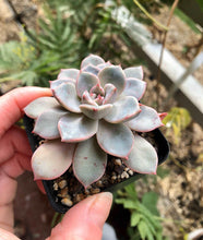 Load image into Gallery viewer, Echeveria Pretty in Pink