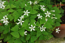 Load image into Gallery viewer, Oxalis Regnelli