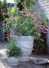 Charger l'image dans la galerie, Bleeding Hearts roots/rhizomes (Dicentra spectabilis; Lamprocapnos spectabilis)
