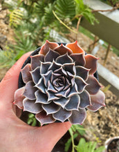 Load image into Gallery viewer, Echeveria Simulans Ascension